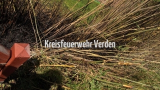 20170527_B3Riede03_busch