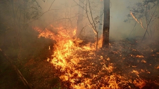 Flammen in einem Waldstück.
