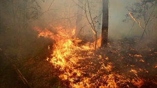 Waldbrände sind eine nicht zu unterschätzende Gefahr, sie sich rasend schnell ausbreiten können. Waldbrände sind eine nicht zu unterschätzende Gefahr, sie sich rasend schnell ausbreiten können.
