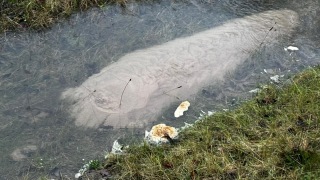 Qualmwasser nahe Oiste.